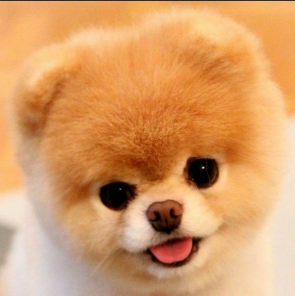 Ann - Picture 1 of 1